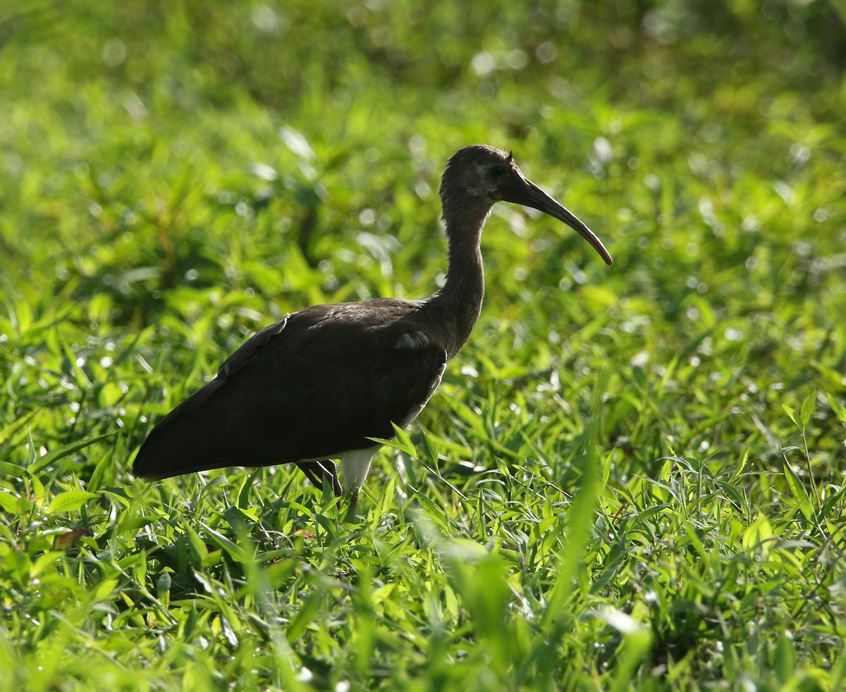 Scarlet Ibis - ML636338188