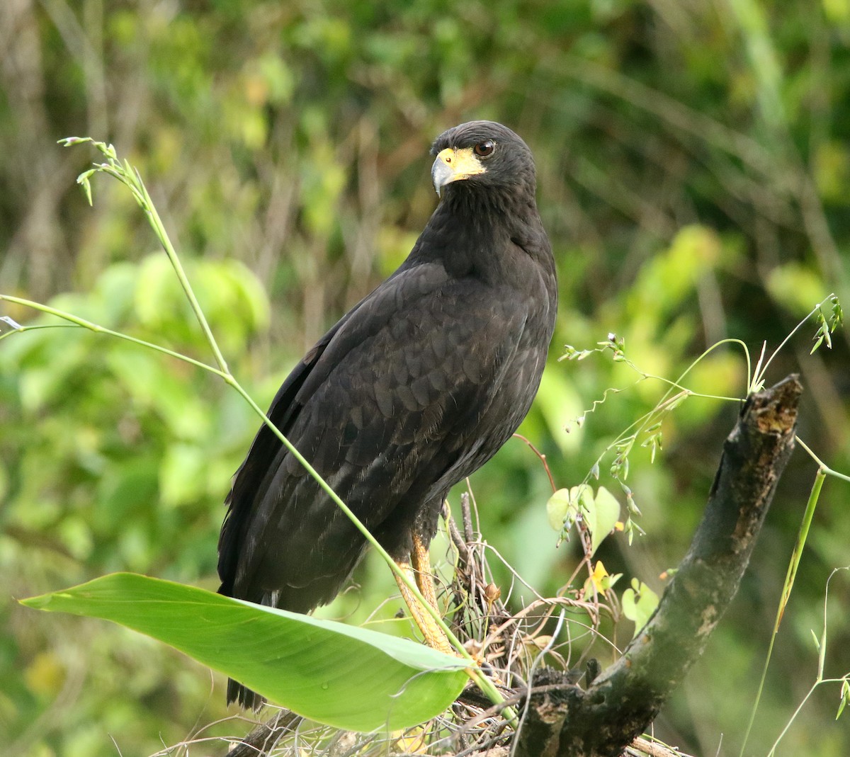Great Black Hawk - ML636338198