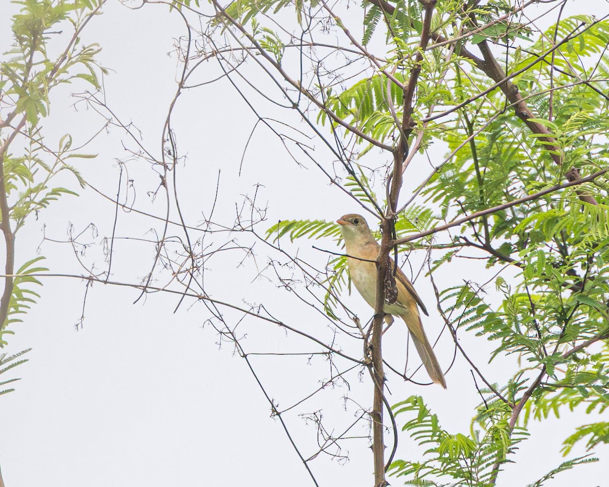 Thick-billed Warbler - ML636338221