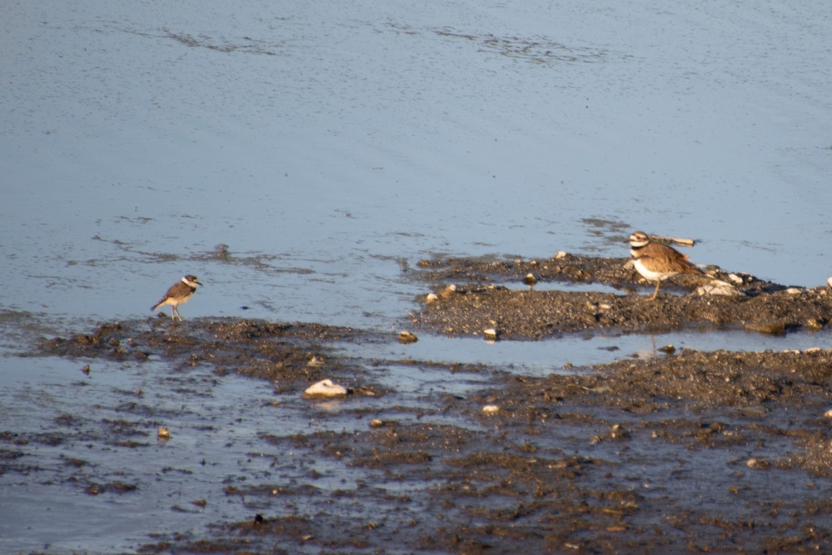 Killdeer - ML636338225