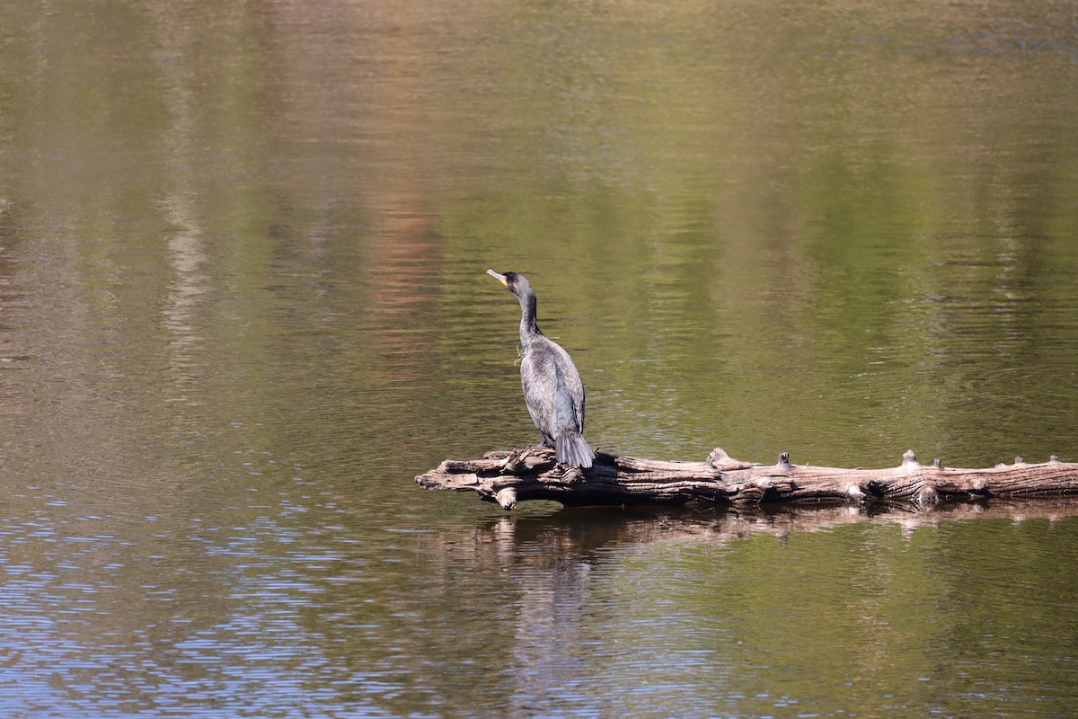Great/Double-crested Cormorant - ML636338232