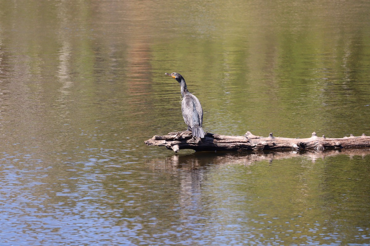 Great/Double-crested Cormorant - ML636338233