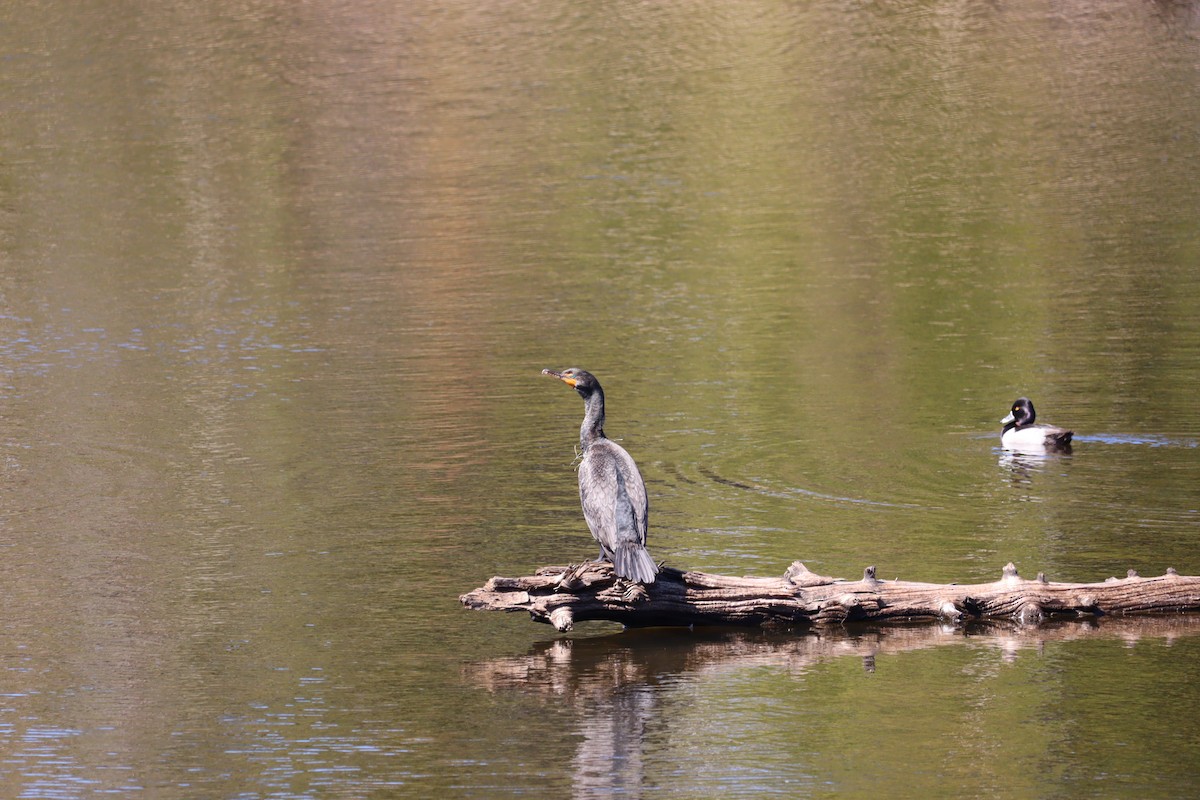 Great/Double-crested Cormorant - ML636338234