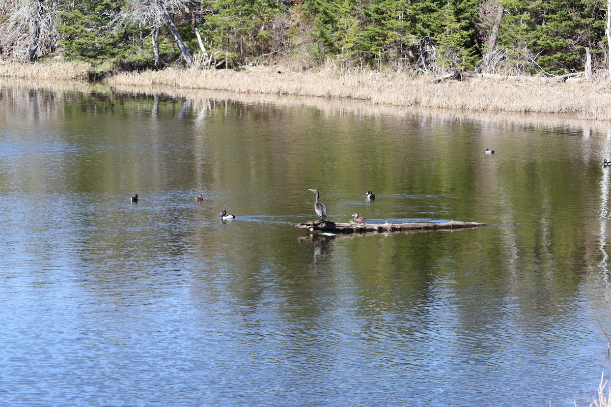 Great/Double-crested Cormorant - ML636338235