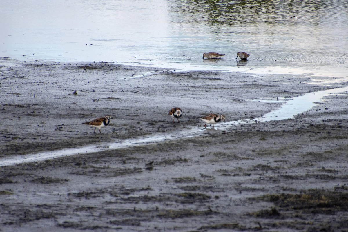 Ruddy Turnstone - ML636338337