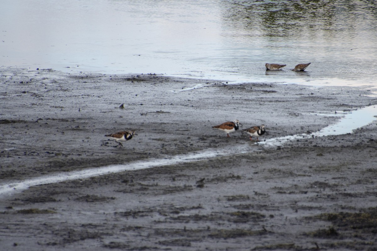 Ruddy Turnstone - ML636338339