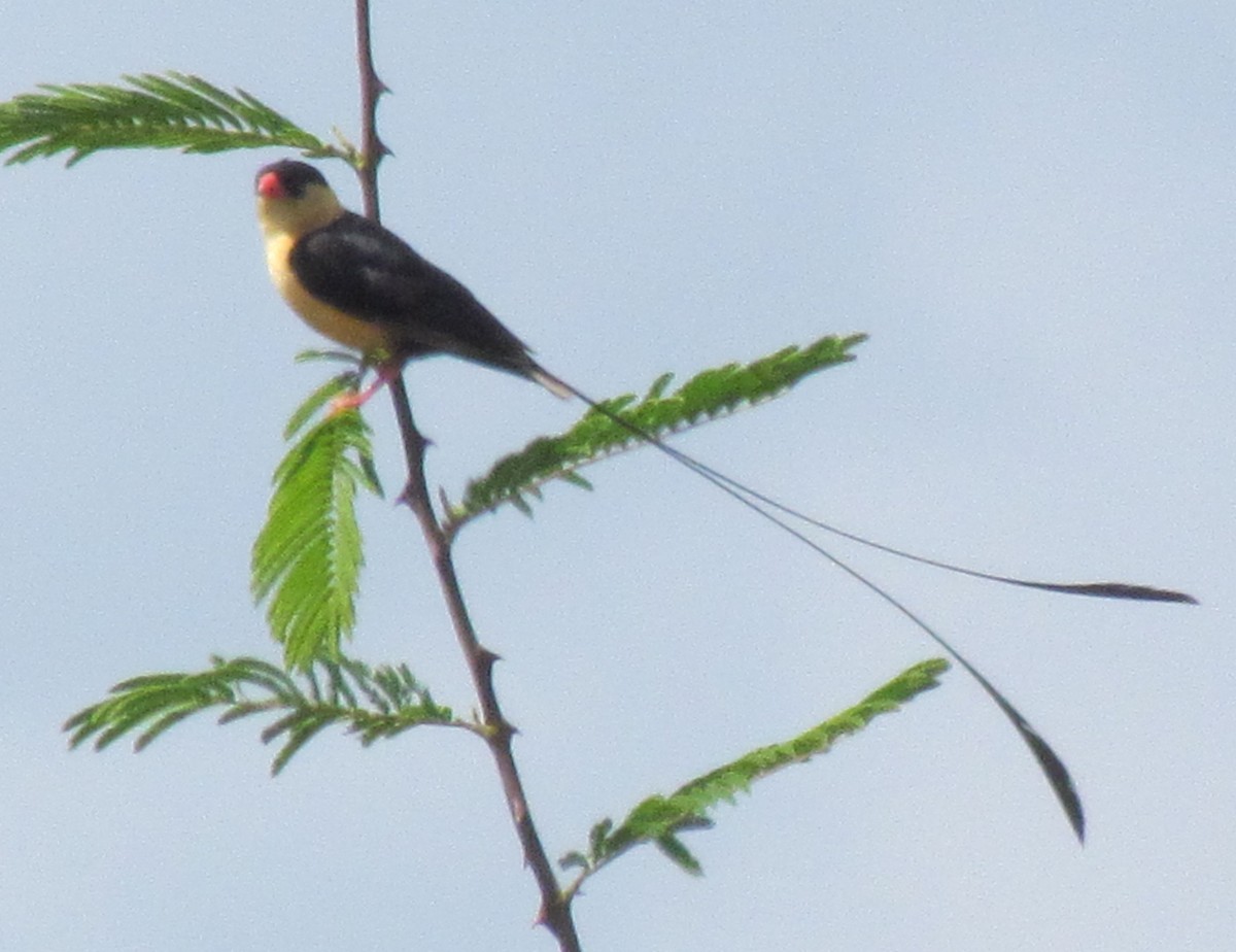 Shaft-tailed Whydah - ML636338354