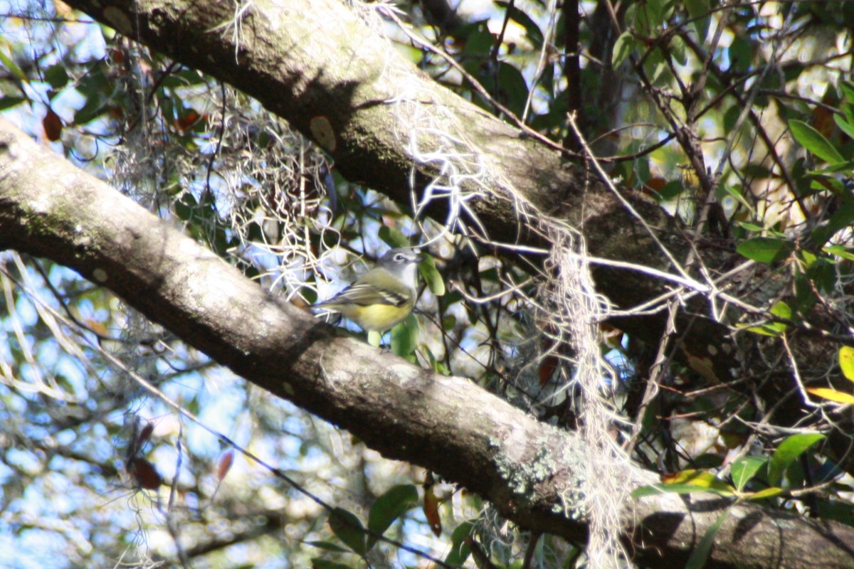 Blue-headed Vireo - ML636338359