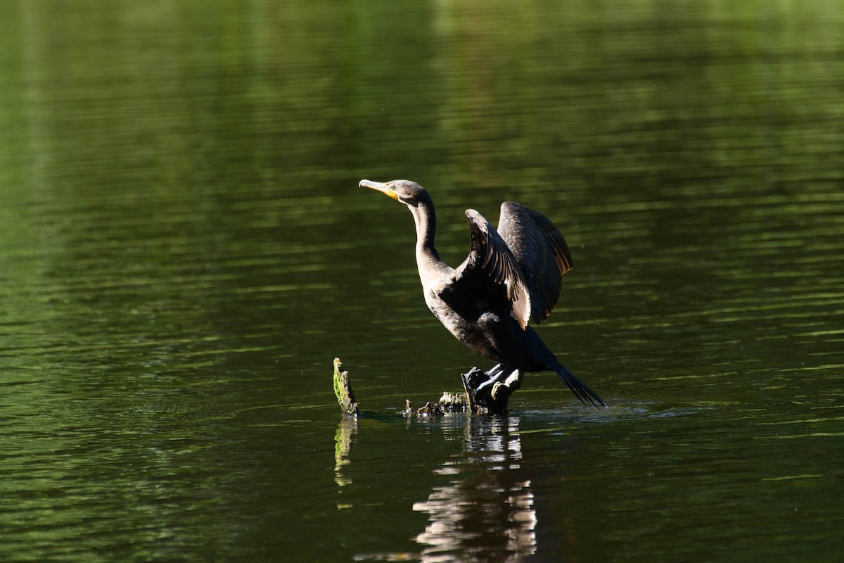 Double-crested Cormorant - ML636338401