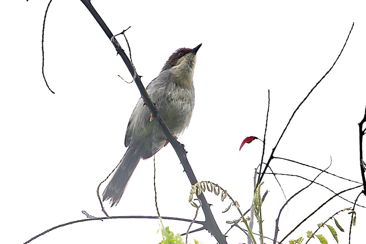 Brown-headed Apalis - ML636338464