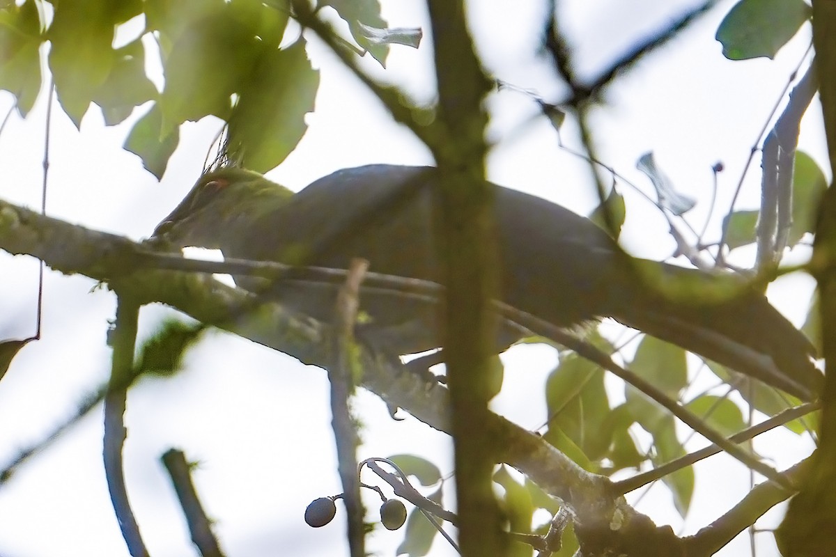 Schalow's Turaco - ML636338517