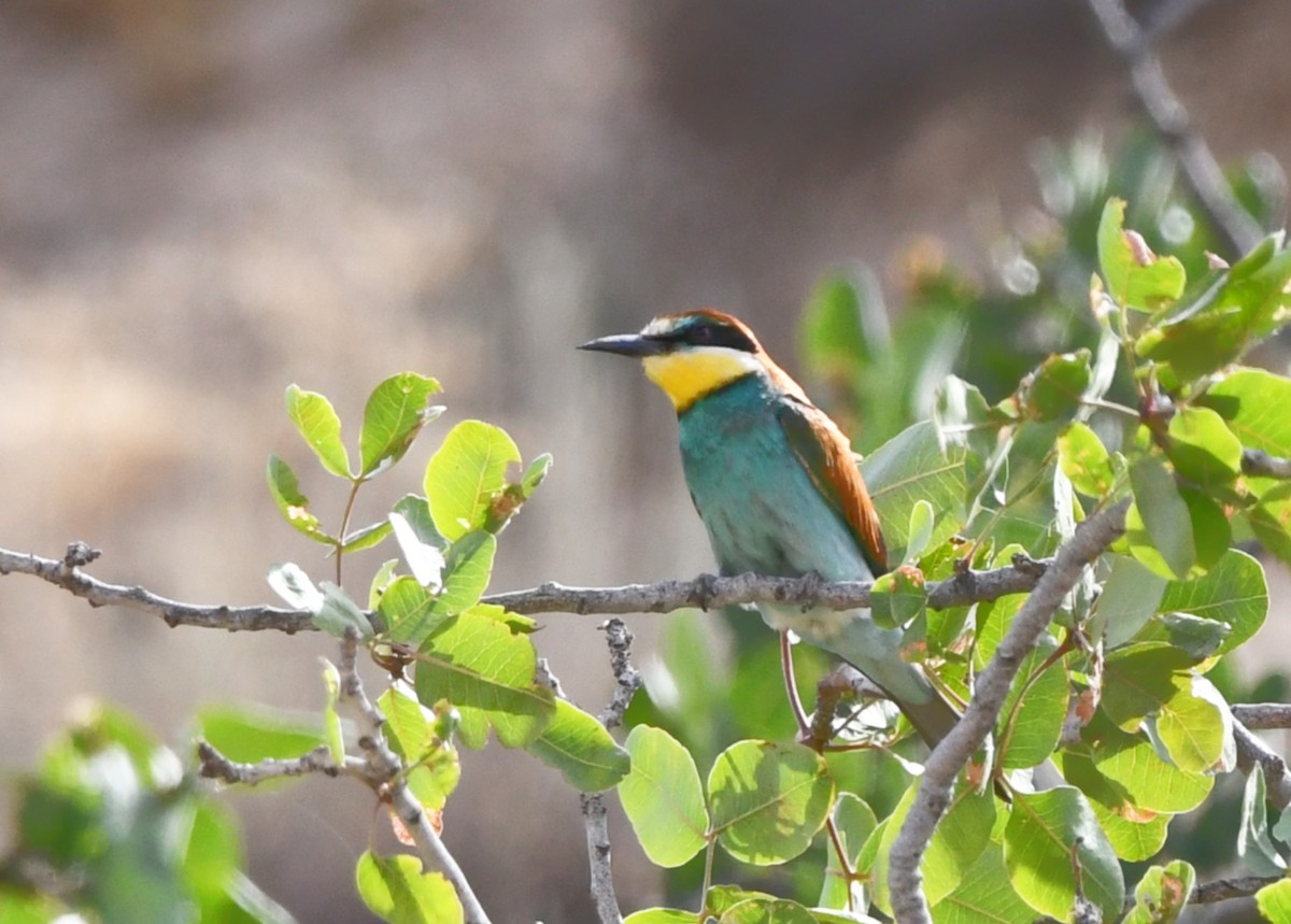 European Bee-eater - ML636338559