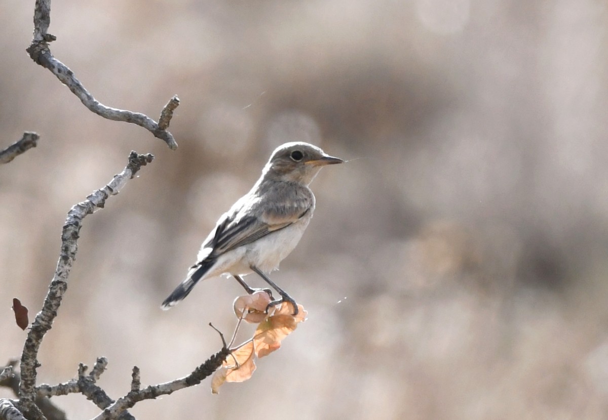 Finsch's Wheatear - ML636338586