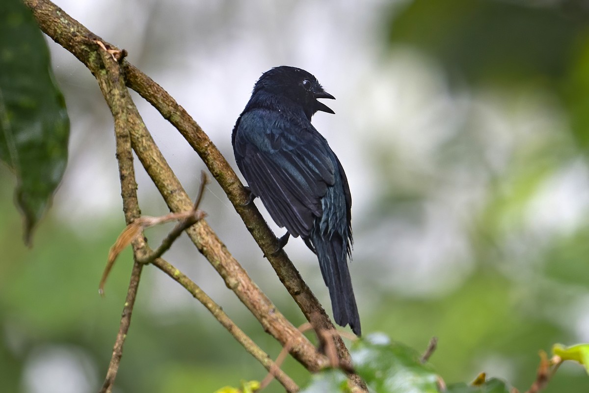 Purple-throated Cuckooshrike - ML636338652