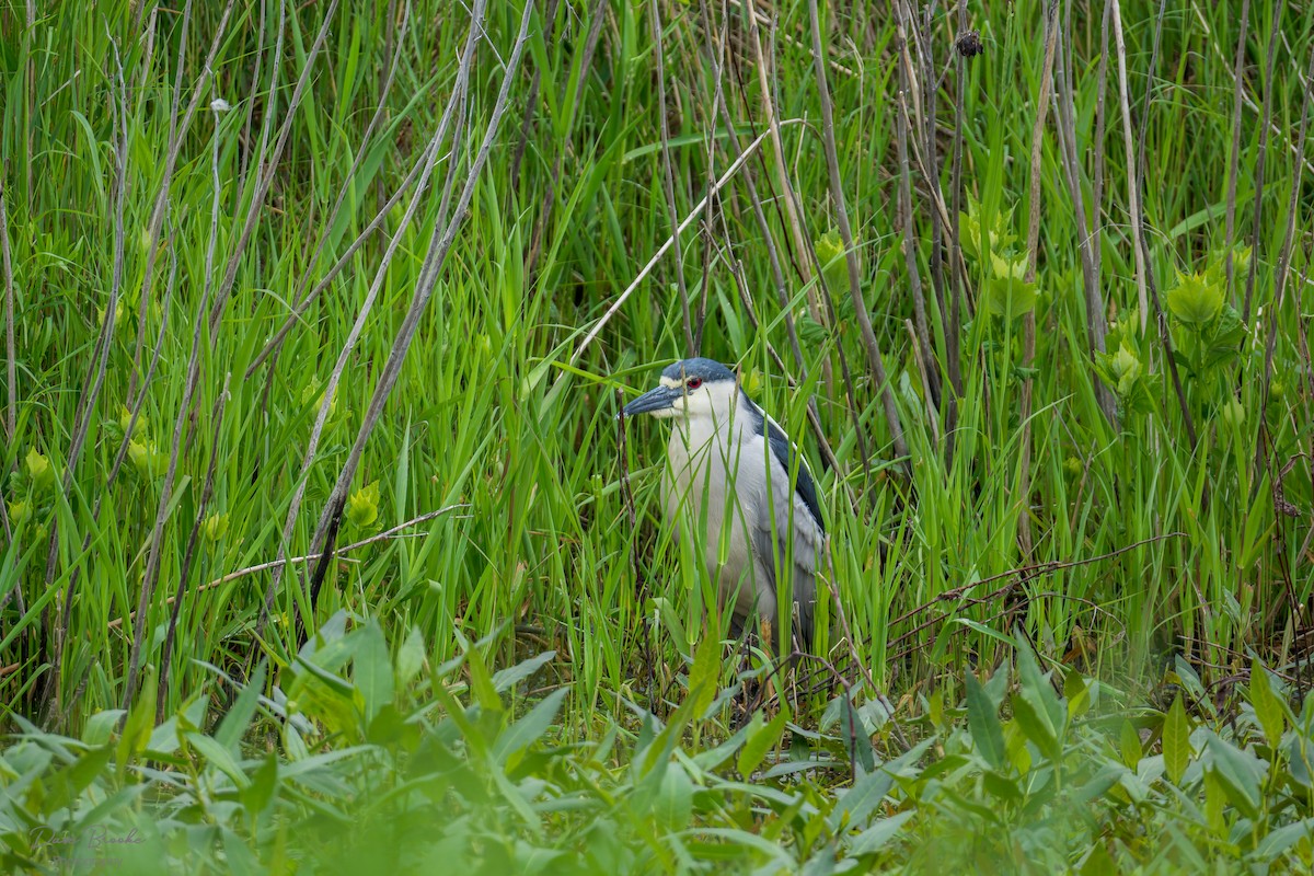 Black-crowned Night Heron - ML636338716