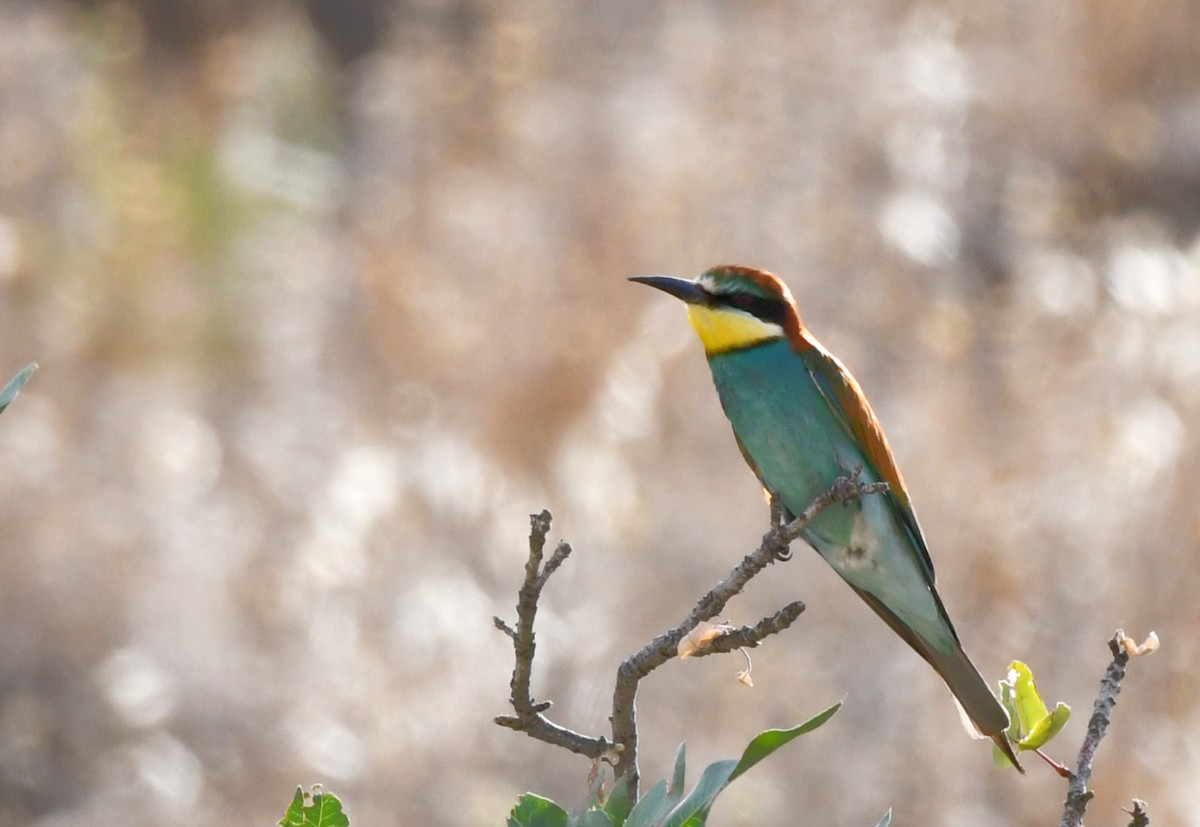 European Bee-eater - ML636338744