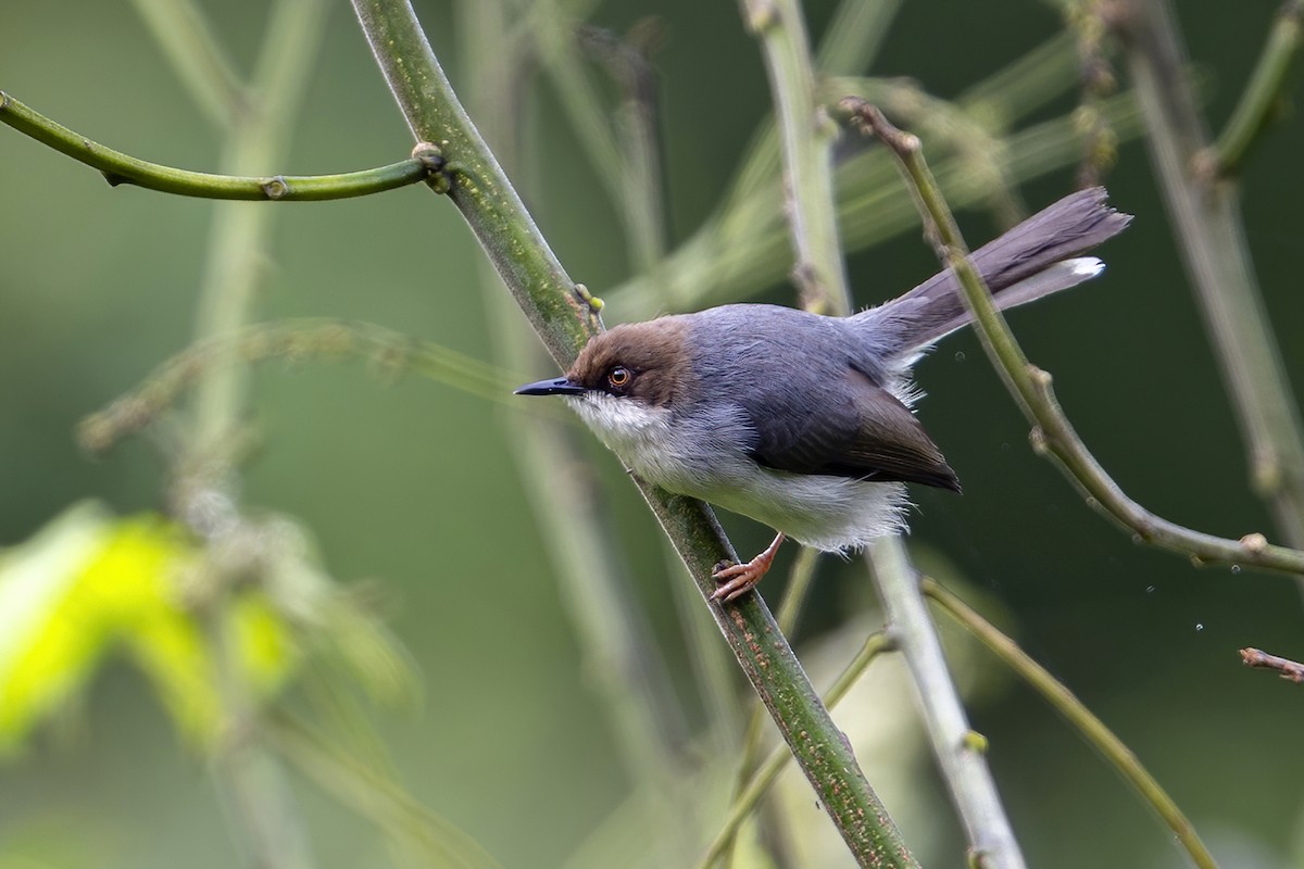 Brown-headed Apalis - ML636338752