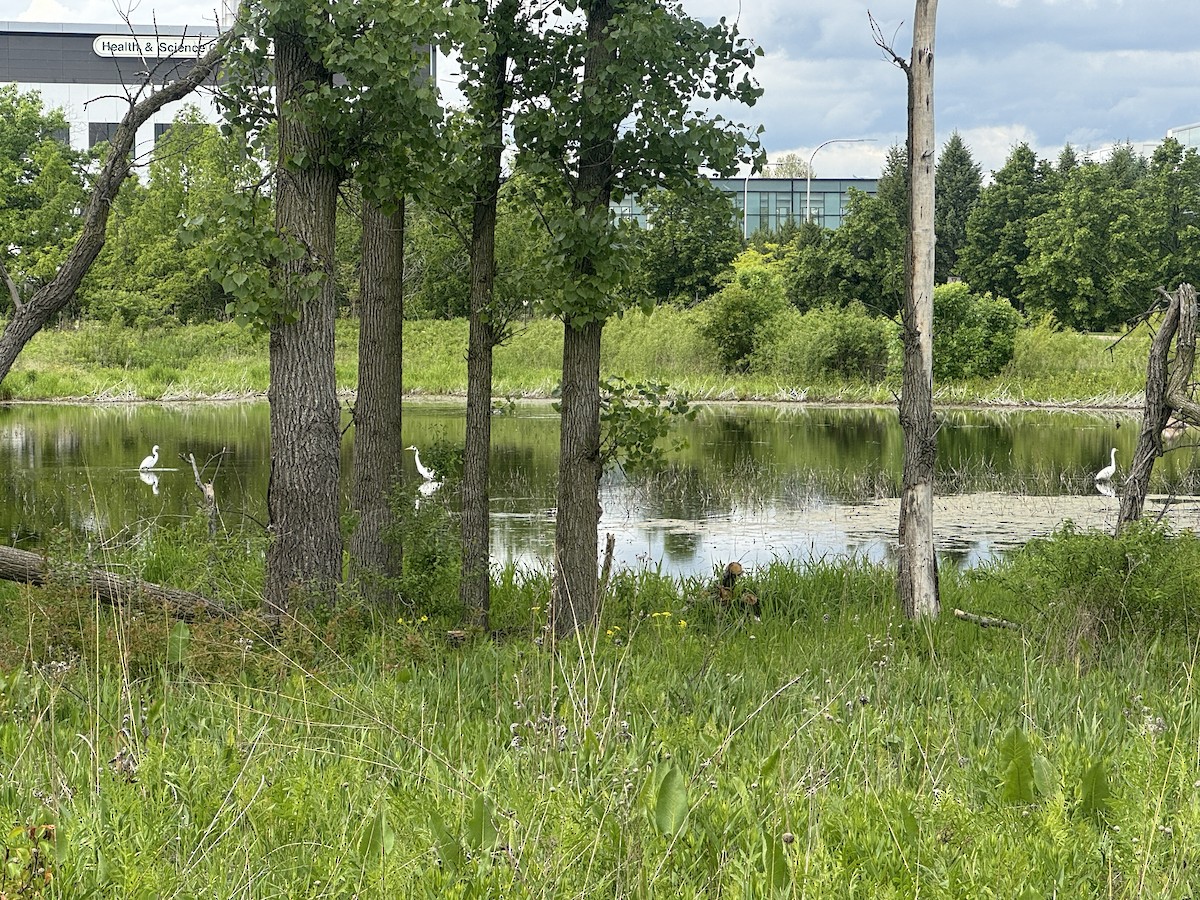 Great Egret - ML636338756