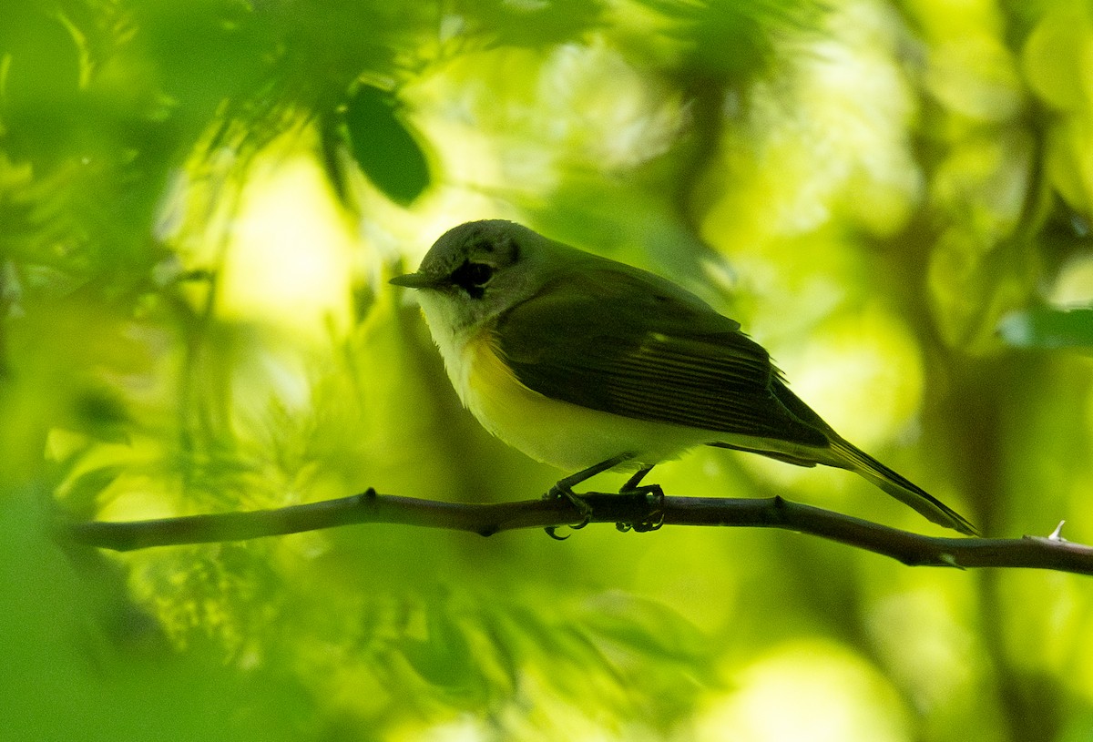 American Redstart - ML636338764
