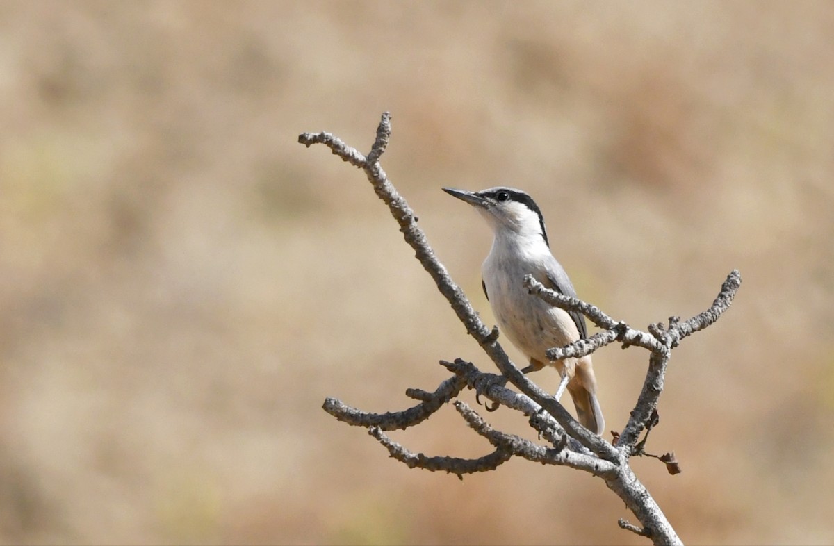 Eastern Rock Nuthatch - ML636338797