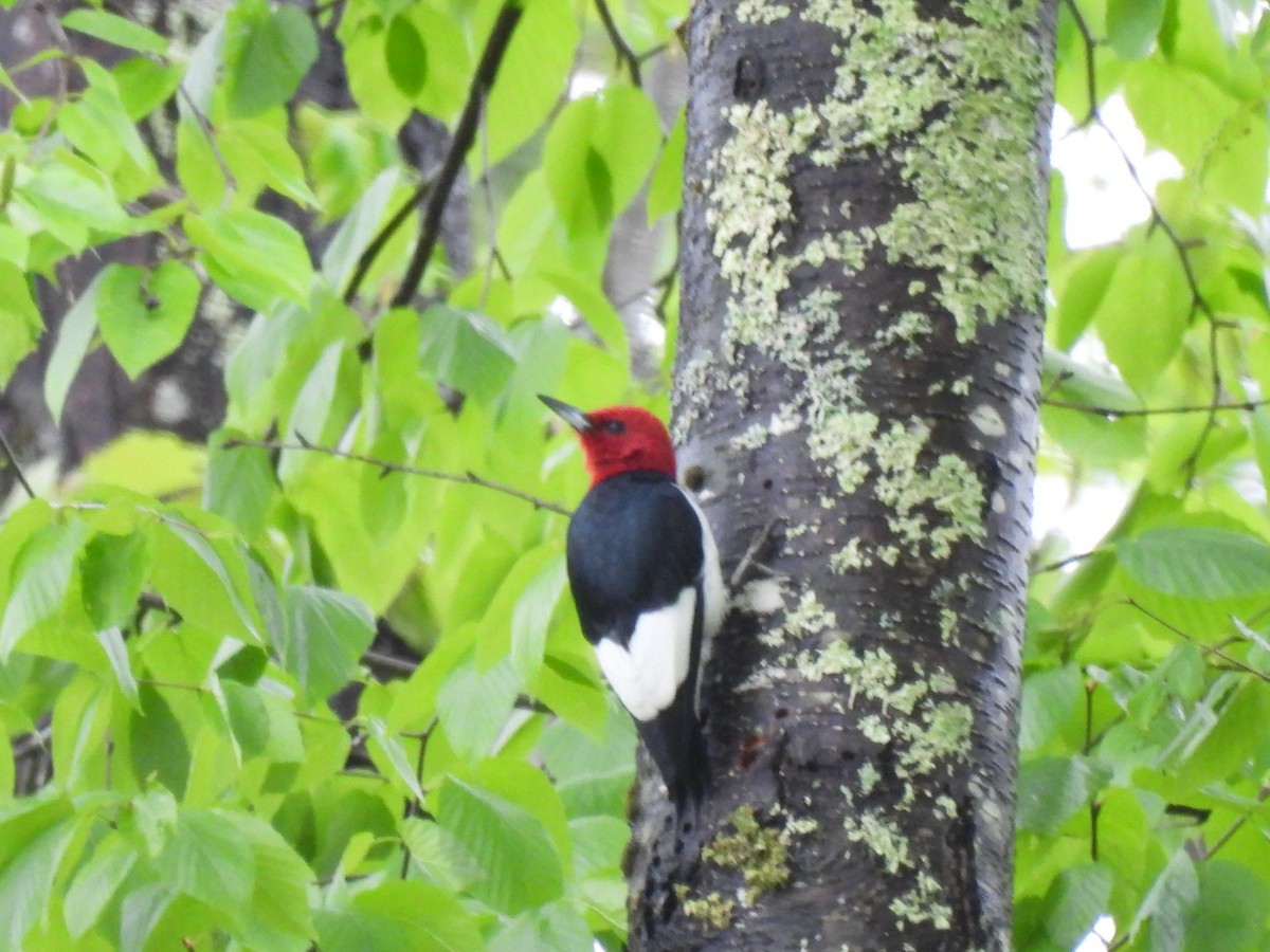 Red-headed Woodpecker - ML636338804