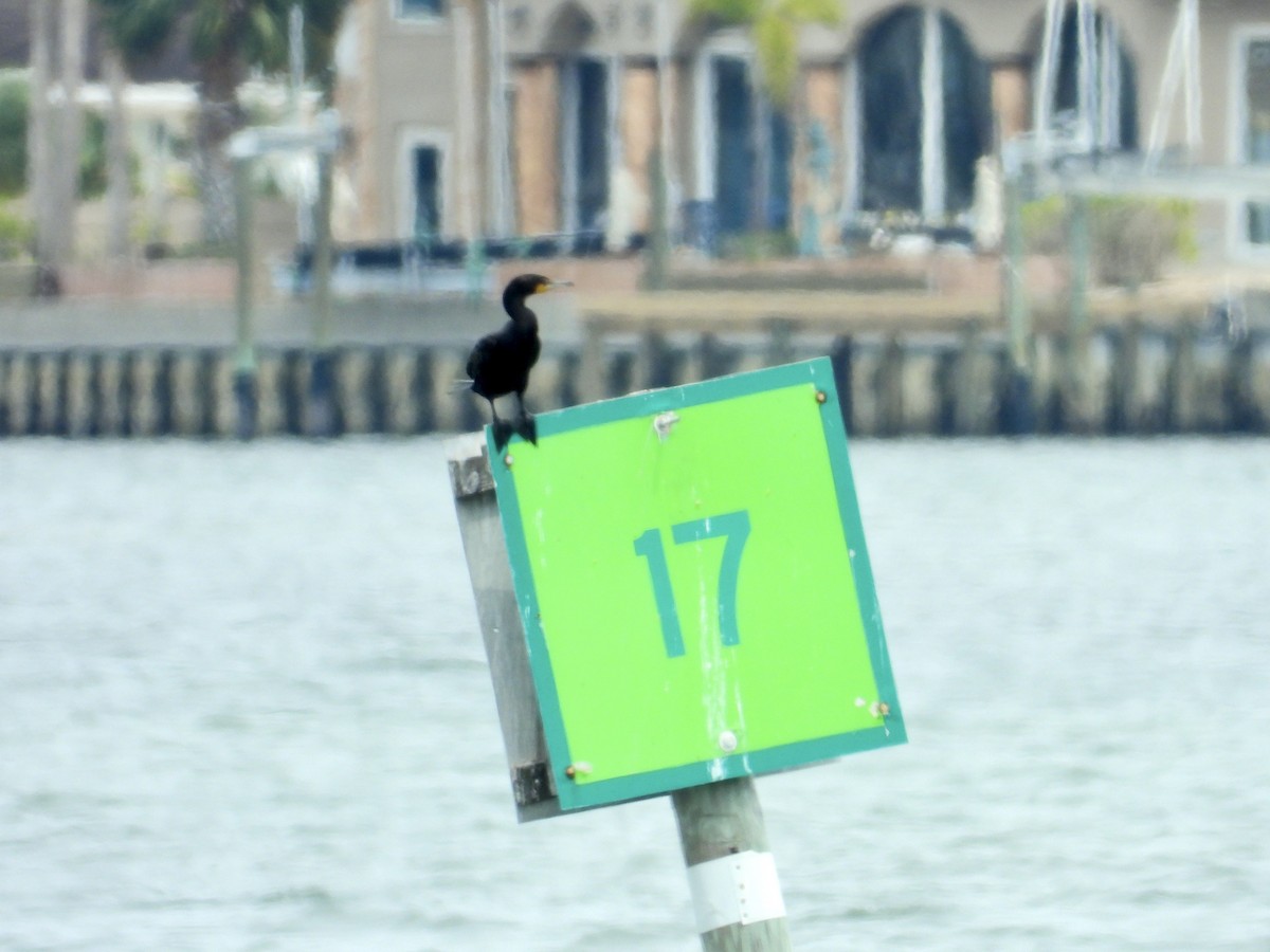 Double-crested Cormorant - ML636338819