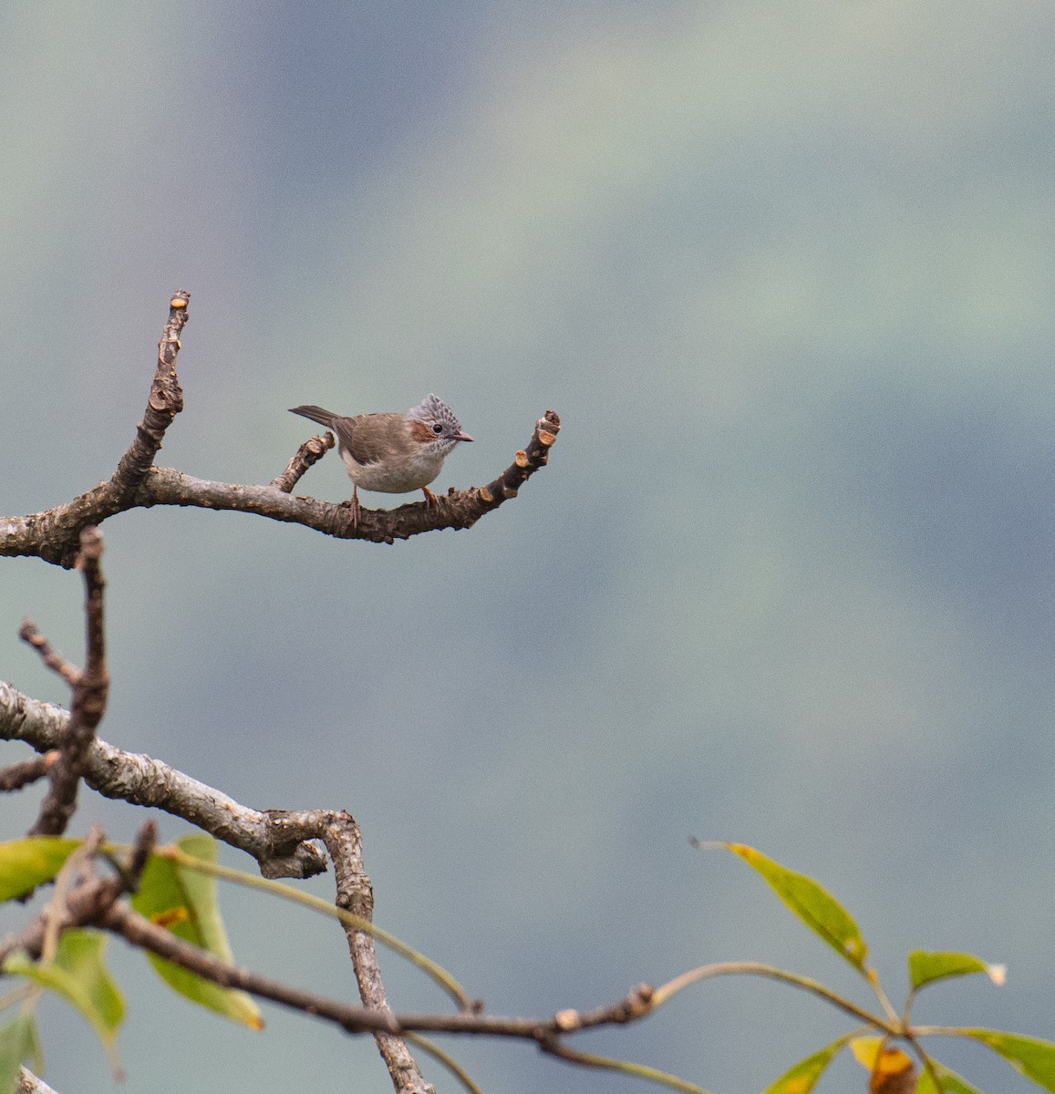 Striated Yuhina - ML636338823