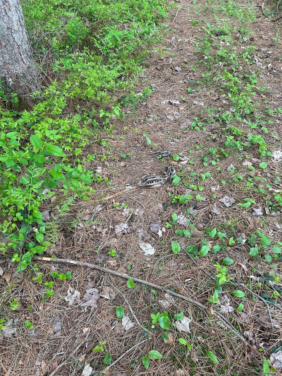 American Woodcock - ML636338853