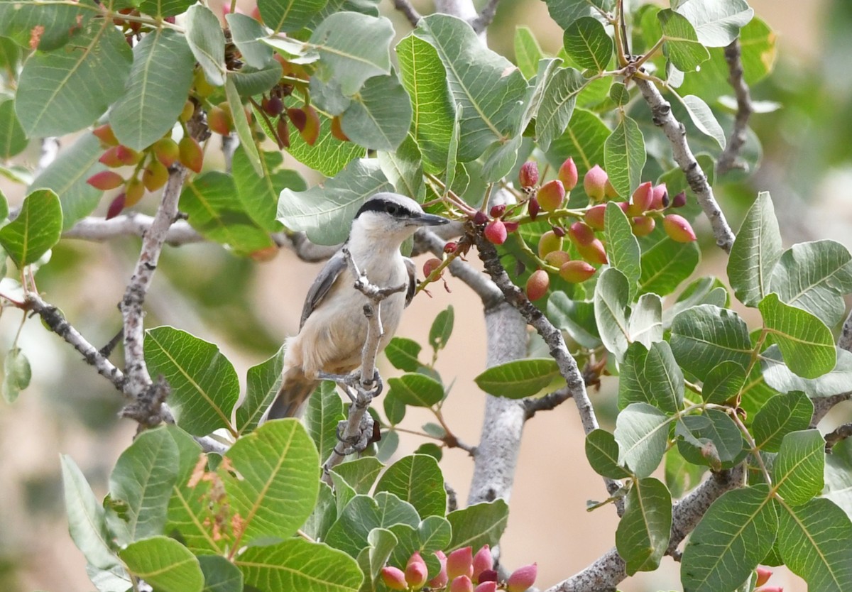 Eastern Rock Nuthatch - ML636338975