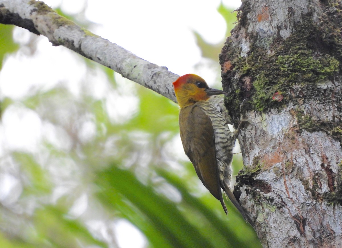 Yellow-throated Woodpecker - ML636339002