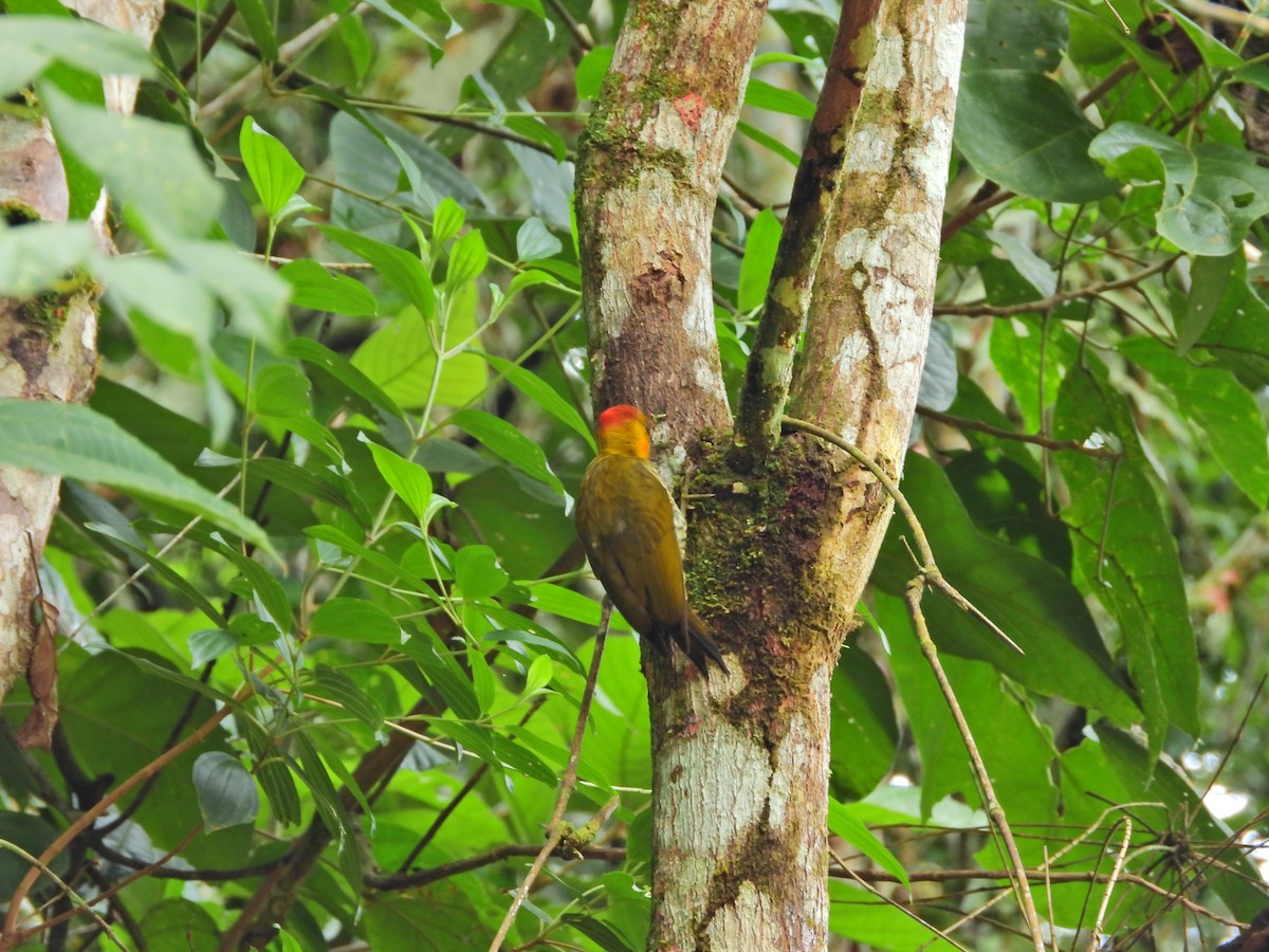 Yellow-throated Woodpecker - ML636339003