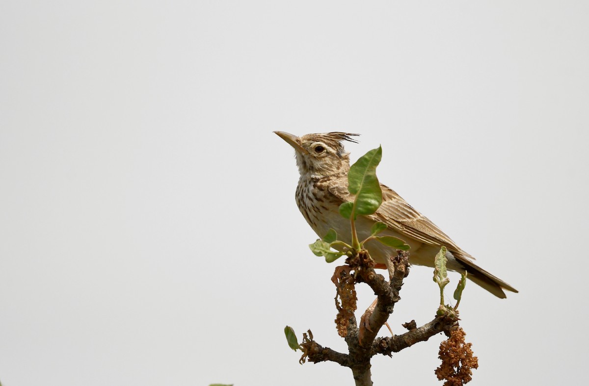Crested Lark - ML636339019
