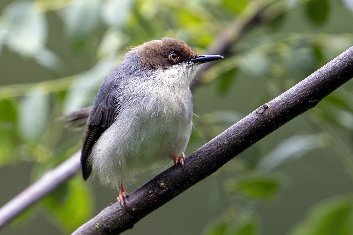 Brown-headed Apalis - ML636339122