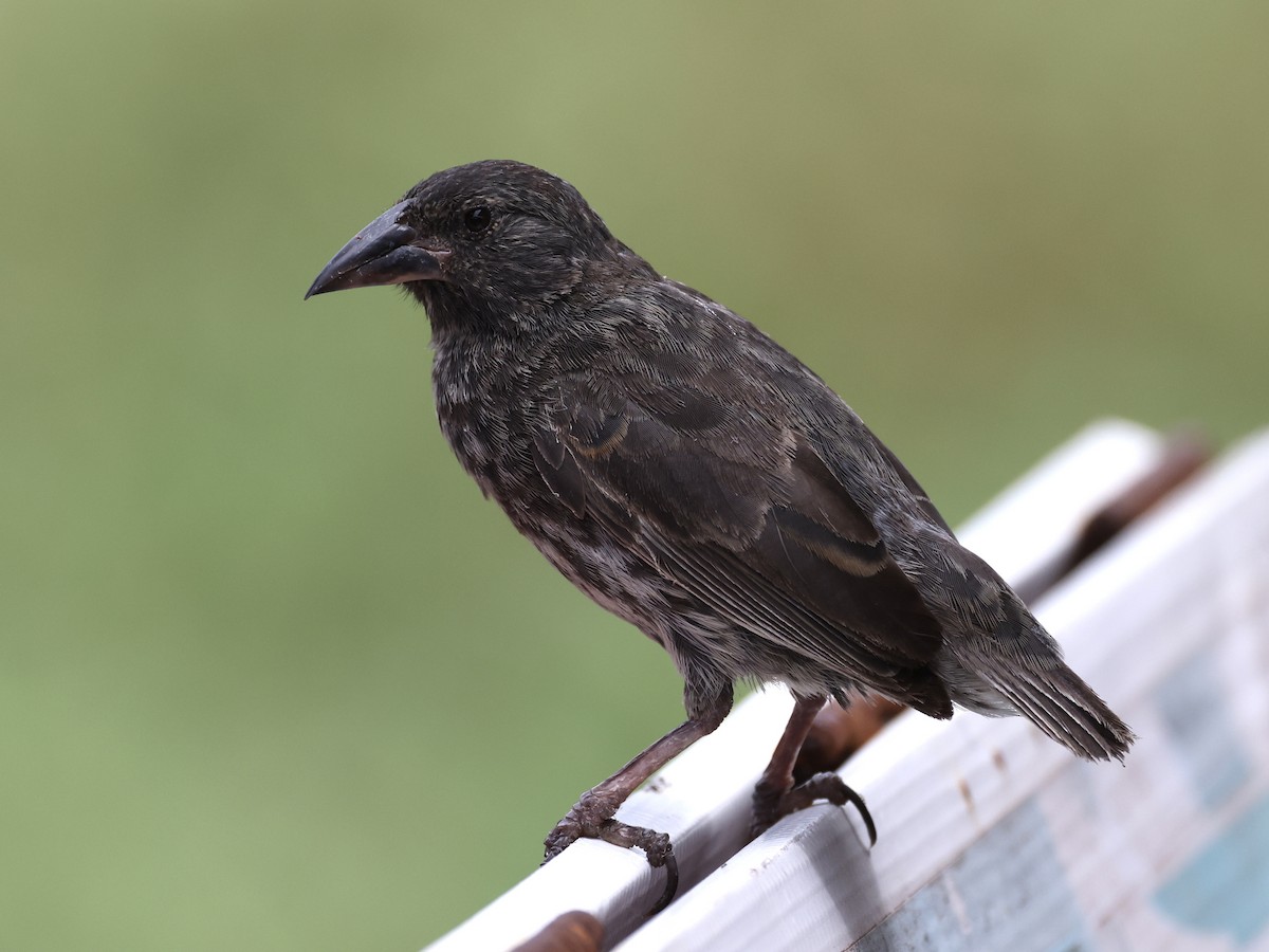 Common Cactus-Finch - ML636339170
