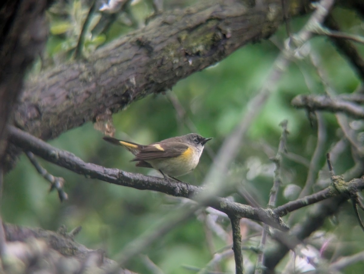 American Redstart - ML636339218
