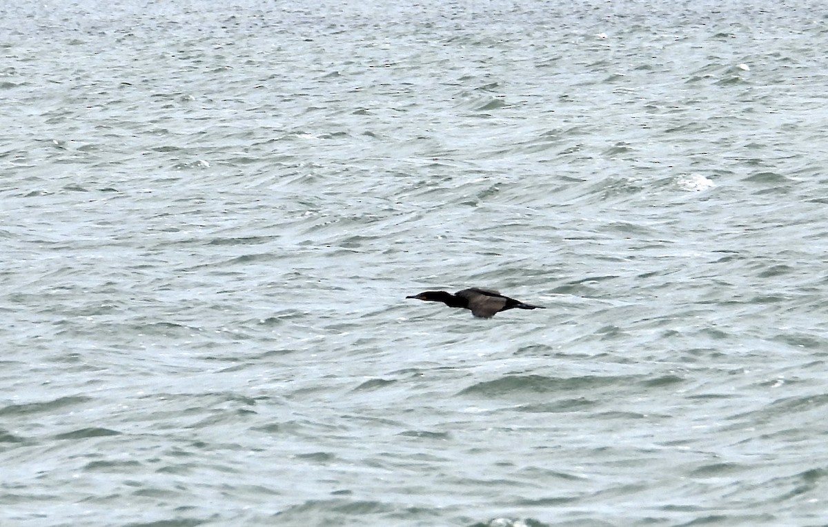 Double-crested Cormorant - ML636339269