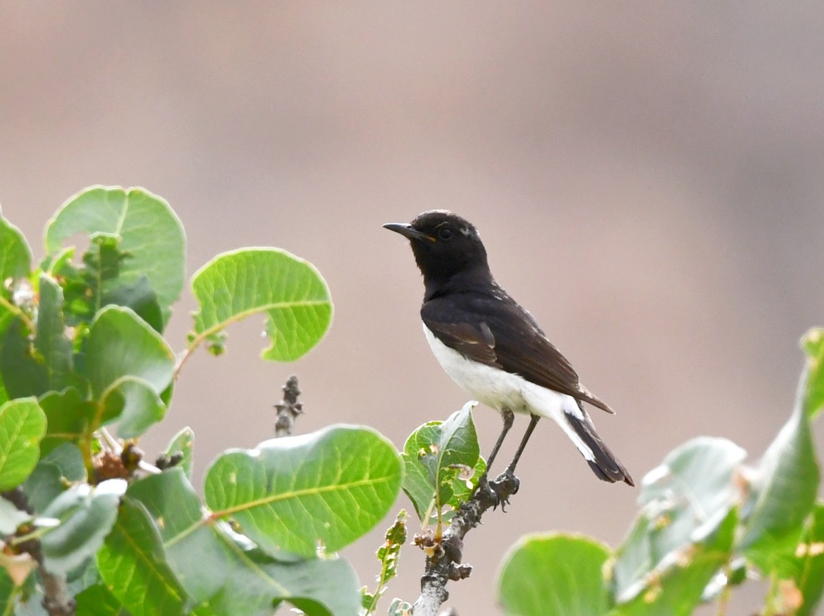 Hume's Wheatear - ML636339271