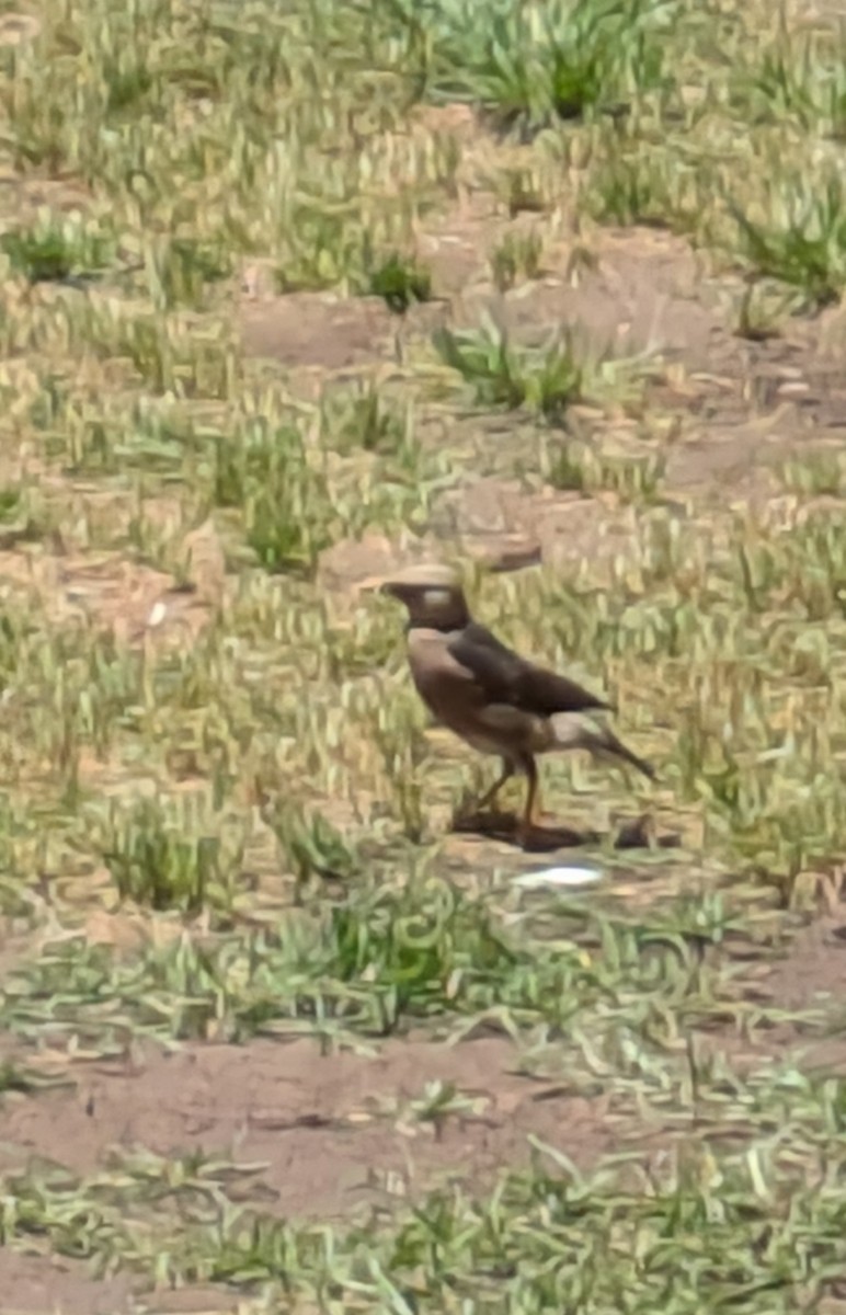 Vinous-breasted Myna - ML636339328
