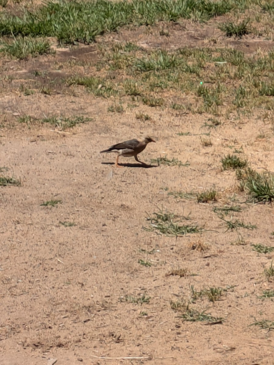 Vinous-breasted Myna - ML636339330