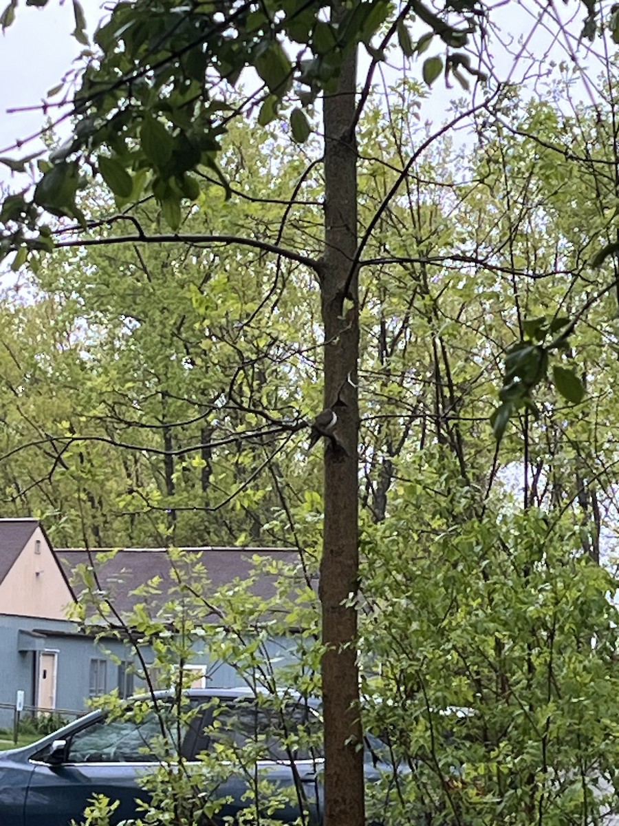 kukačka dešťová - ML636339359