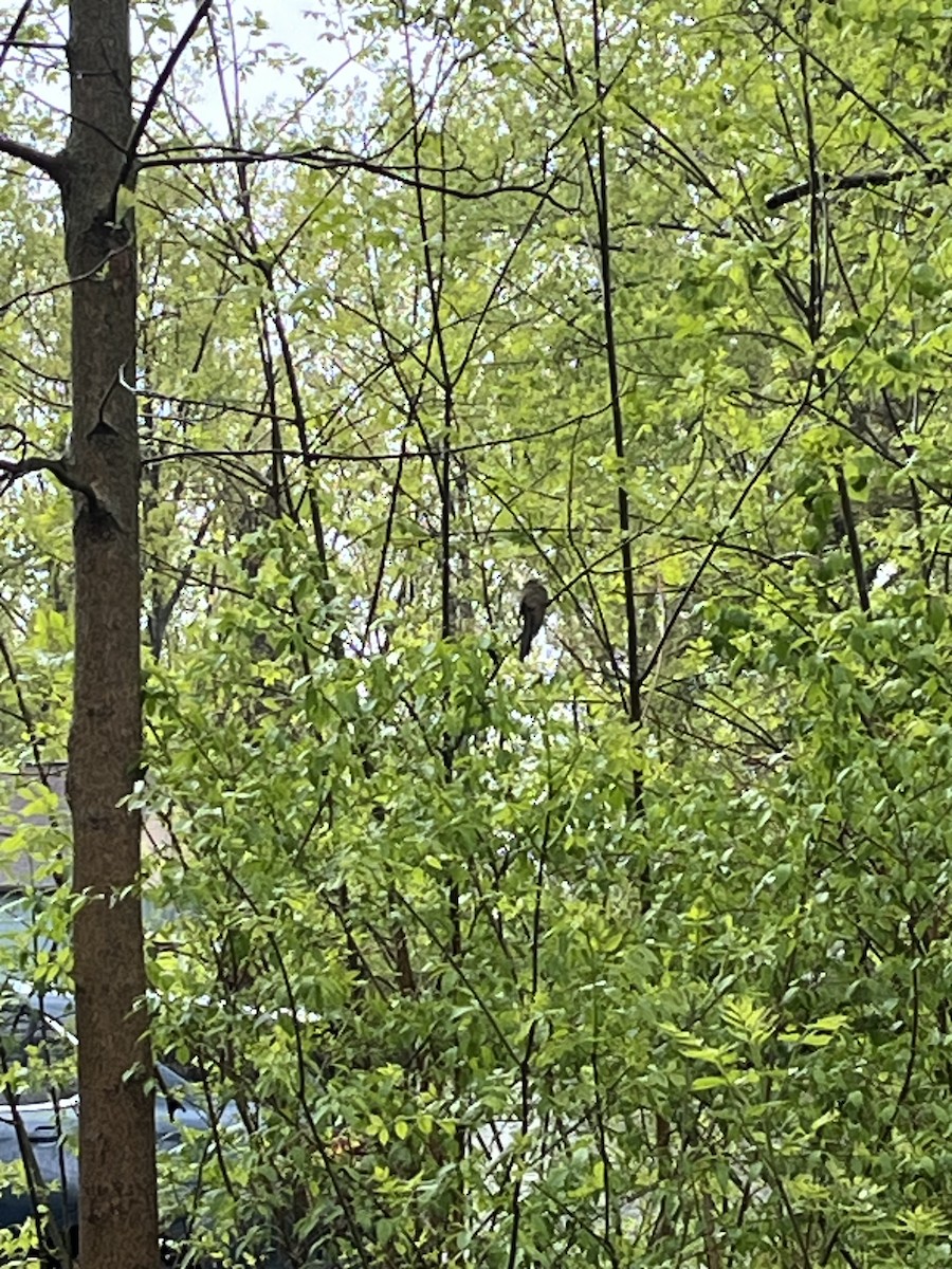 kukačka dešťová - ML636339360