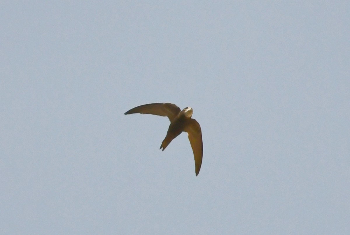 Common Swift - ML636339389