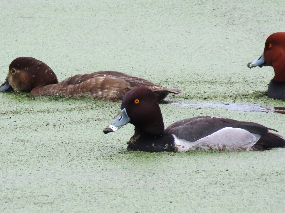 Redhead x Ring-necked Duck (hybrid) - ML636339398