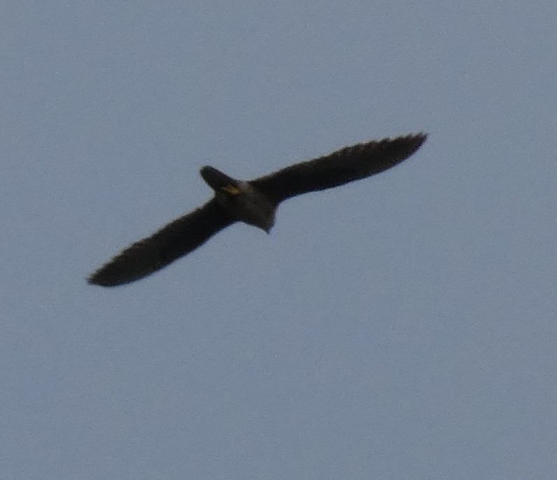 Peregrine Falcon - ML636339448