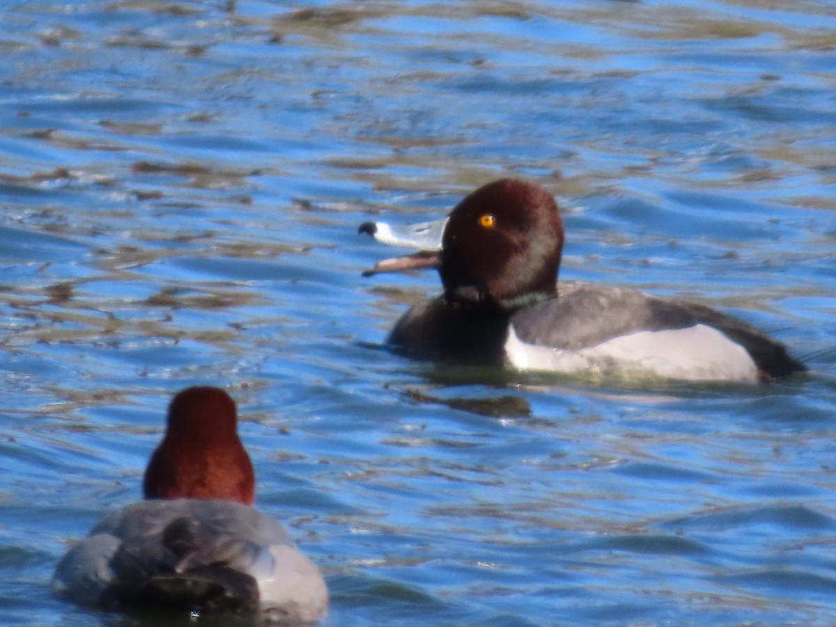Redhead x Ring-necked Duck (hybrid) - ML636339529