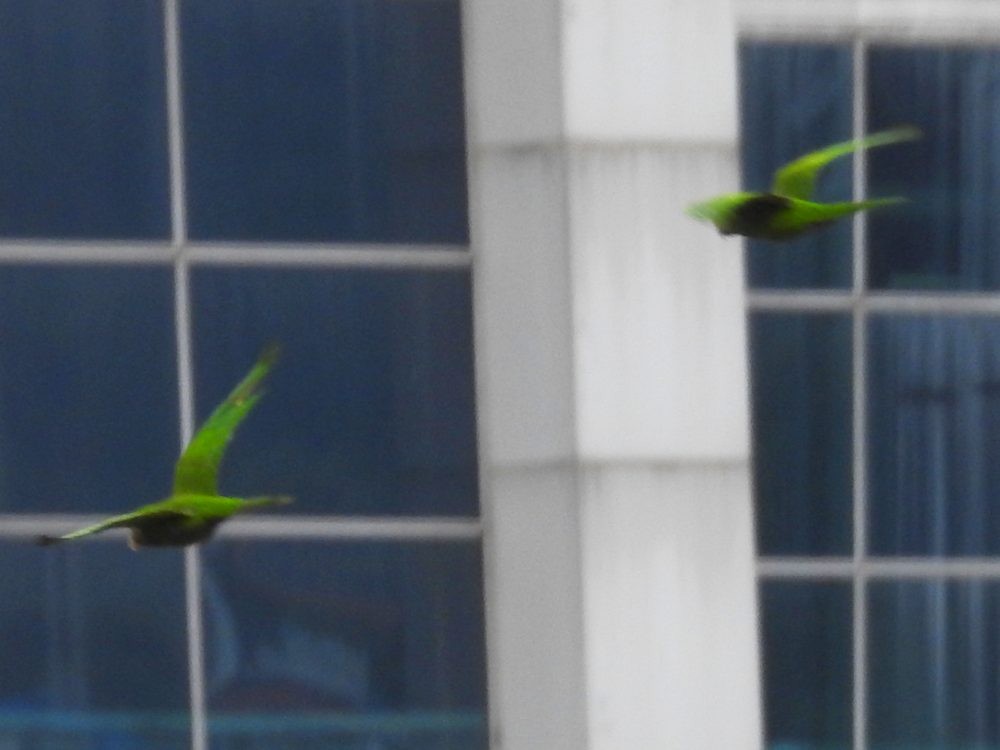 Scarlet-fronted Parakeet - ML636339555