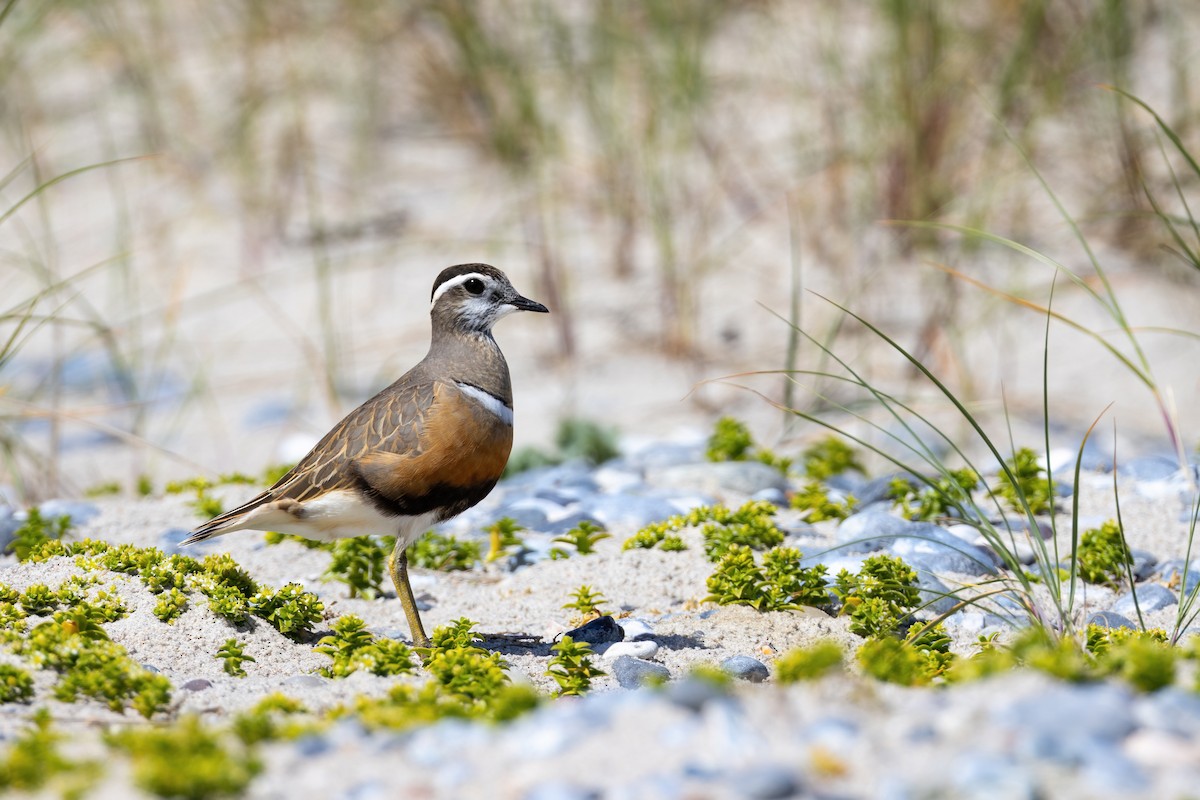 Eurasian Dotterel - ML636339878