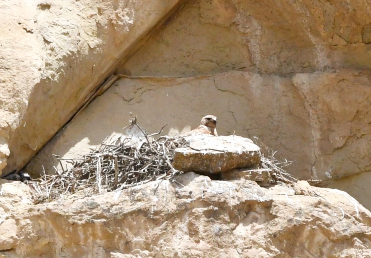 Long-legged Buzzard - ML636339979