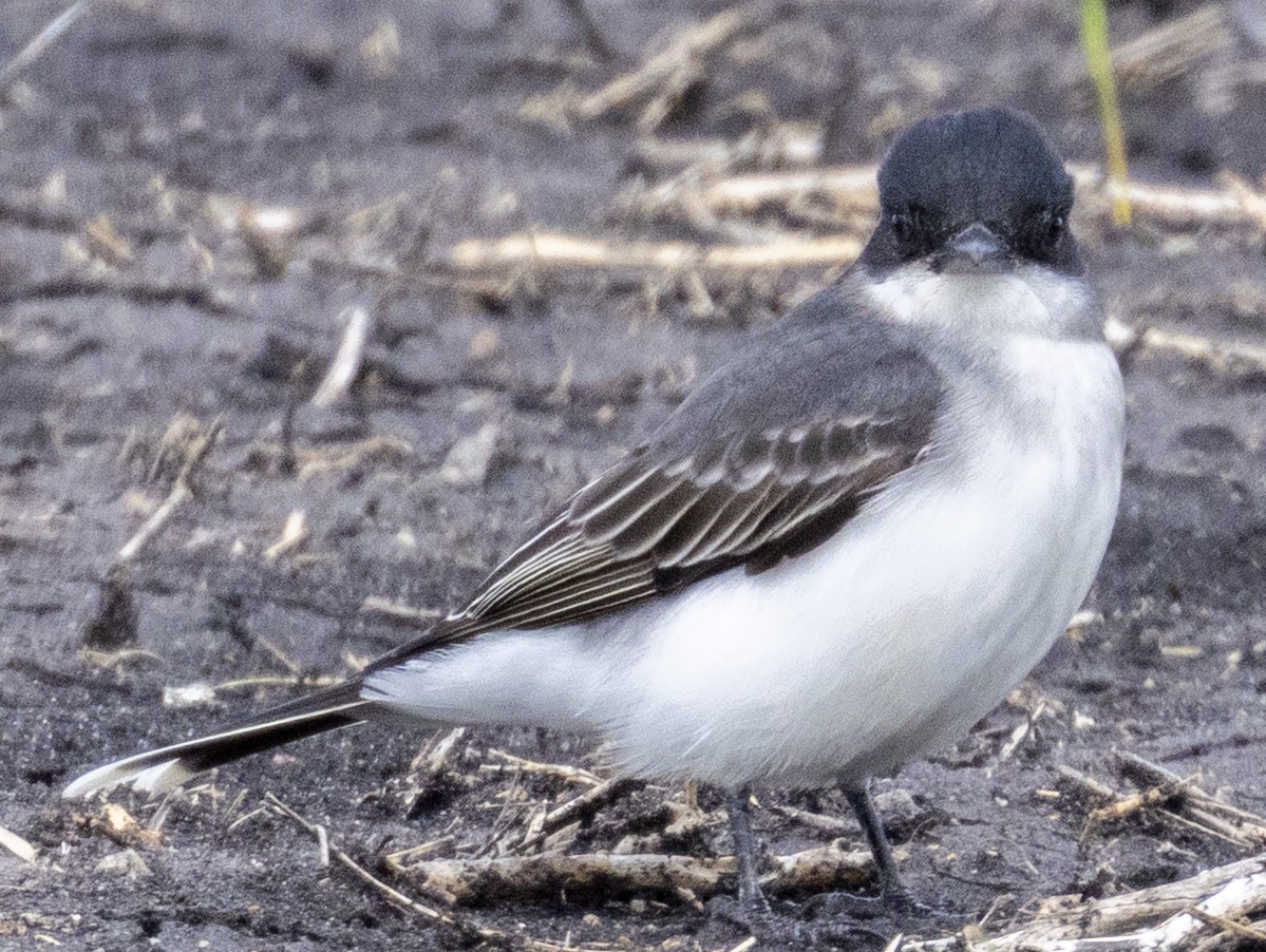 Eastern Kingbird - ML636339981