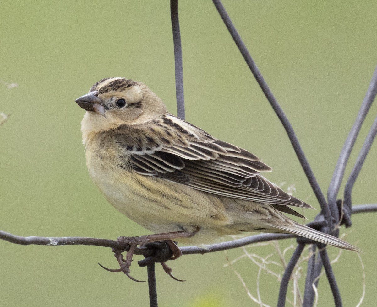 Bobolink - ML636339989